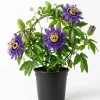 Passiflora Inspiration Live Plant 4-6 Inch Tall, Passion Flower Vine, Tropical Climber - Image 1