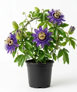 Passiflora Inspiration Live Plant 4-6 Inch Tall, Passion Flower Vine, Tropical Climber - Image 1