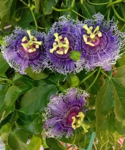 Passiflora Inspiration Live Plant - Passion Flower Vine - Set of 2, 4-6 Inch Tall Tropical Climbing Plant - Image 2