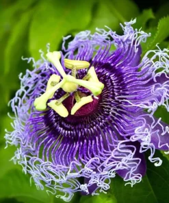 Passiflora Inspiration Live Plant - Passion Flower Vine, 4-6 Inch Tall, Outdoor - Image 2