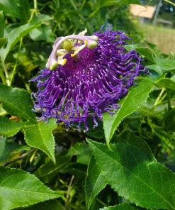 Passiflora Inspiration Live Plant - Passion Flower Vine, 4-6 Inch Tall, Outdoor - Image 3