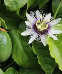 Passiflora Inspiration Live Plant - Passion Flower Vine - Set of 2, 4-6 Inch Tall Tropical Climbing Plant - Image 3