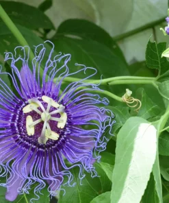 Passiflora Inspiration Live Plant - Passion Flower Vine, 4-6 Inch Tall, Outdoor - Image 4