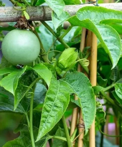 Passiflora Inspiration Live Plant - Passion Flower Vine - Set of 2, 4-6 Inch Tall Tropical Climbing Plant - Image 5