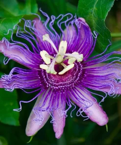 Passiflora Inspiration Live Plant - Passion Flower Vine, 4-6 Inch Tall, Outdoor - Image 5