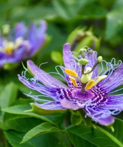 Passiflora Inspiration Live Plant - Passion Flower Vine, 4-6 Inch Tall, Outdoor - Image 6