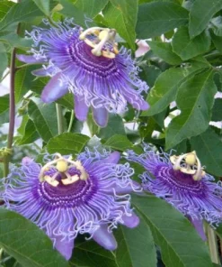 Passiflora Inspiration Live Plant - Passion Flower Vine, 4-6 Inch Tall, Outdoor - Image 7