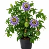 Passiflora Inspiration Live Plant - Passion Flower Vine, 4-6 Inch Tall, Outdoor - Image 1