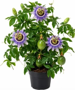 Passiflora Inspiration Live Plant - Passion Flower Vine, 4-6 Inch Tall, Outdoor - Image 1