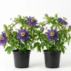 Passiflora Inspiration Live Plant - Passion Flower Vine - Set of 2, 4-6 Inch Tall Tropical Climbing Plant - Image 1