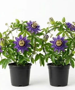 Passiflora Inspiration Live Plant - Passion Flower Vine - Set of 2, 4-6 Inch Tall Tropical Climbing Plant - Image 1