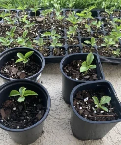 Passion Fruit Live Plant - Organic Vine in 4 inch Pot - Fruiting - Image 2
