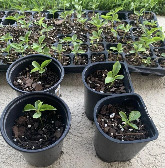 Passion Fruit Live Plant - Organic Vine in 4 inch Pot - Fruiting - Image 2