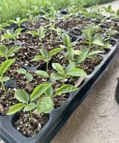 Passion Fruit Live Plant - Organic Vine in 4 inch Pot - Fruiting - Image 3