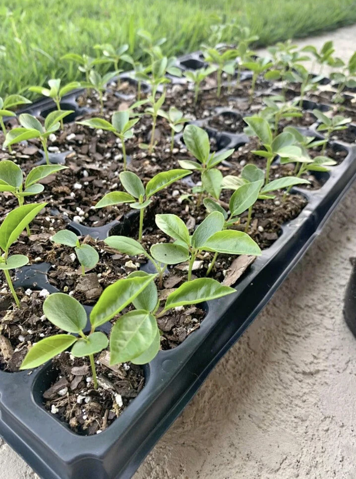 Passion Fruit Live Plant - Organic Vine in 4 inch Pot - Fruiting - Image 3