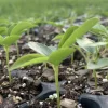 Passion Fruit Live Plant - Organic Vine in 4 inch Pot - Fruiting - Image 1