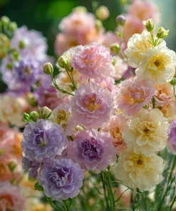 Pastel Mix Stock Flower Seeds - 25 Seeds, Sweet-Scented Edible Blooms - Image 3