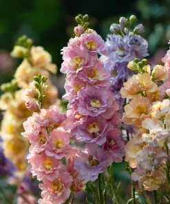 Pastel Mix Stock Flower Seeds - 25 Seeds, Sweet-Scented Edible Blooms - Image 4