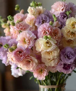 Pastel Mix Stock Flower Seeds - 25 Seeds, Sweet-Scented Edible Blooms - Image 1