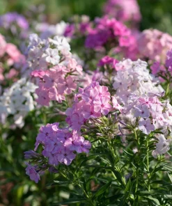 Pastel Phlox Seeds Mix - 300 Seeds, Soft Hues, Cottage Garden Flower - Image 2