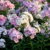 Pastel Phlox Seeds Mix - 300 Seeds, Soft Hues, Cottage Garden Flower - Image 1