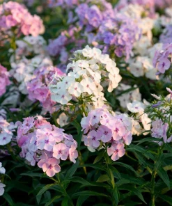 Pastel Phlox Seeds Mix - 300 Seeds, Soft Hues, Cottage Garden Flower - Image 1
