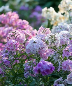 Pastel Phlox Seeds Mix - 300 Seeds, Soft Hues, Cottage Garden Flower - Image 3