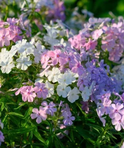 Pastel Phlox Seeds Mix - 300 Seeds, Soft Hues, Cottage Garden Flower - Image 4