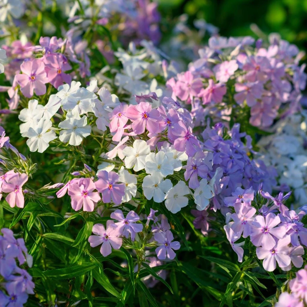 Pastel Phlox Seeds Mix - 300 Seeds, Soft Hues, Cottage Garden Flower - Image 4