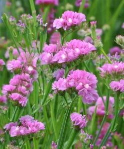 Pastel Statice Flower Seeds - 50 Seeds - Soft Colorful Dried Blooms - Outdoor - Image 2