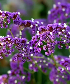 Pastel Statice Flower Seeds - 50 Seeds - Soft Colorful Dried Blooms - Outdoor - Image 3