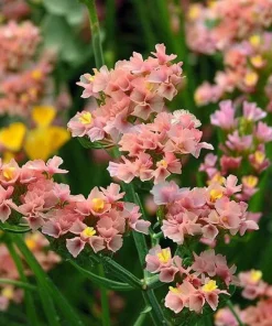 Pastel Statice Flower Seeds - 50 Seeds - Soft Colorful Dried Blooms - Outdoor - Image 4
