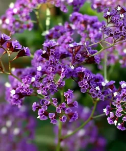 Pastel Statice Flower Seeds - 50 Seeds - Soft Colorful Dried Blooms - Outdoor - Image 5