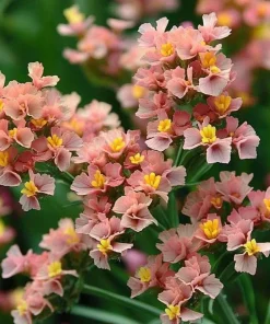 Pastel Statice Flower Seeds - 50 Seeds - Soft Colorful Dried Blooms - Outdoor - Image 6