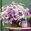 Pastel Statice Flower Seeds - 50 Seeds - Soft Colorful Dried Blooms - Outdoor - Image 1