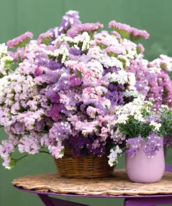 Pastel Statice Flower Seeds - 50 Seeds - Soft Colorful Dried Blooms - Outdoor - Image 1