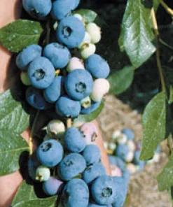 Patriot Northern Highbush Blueberry Live Plant - 2 Year Old Bush - Outdoor Edible Fruit - Image 2