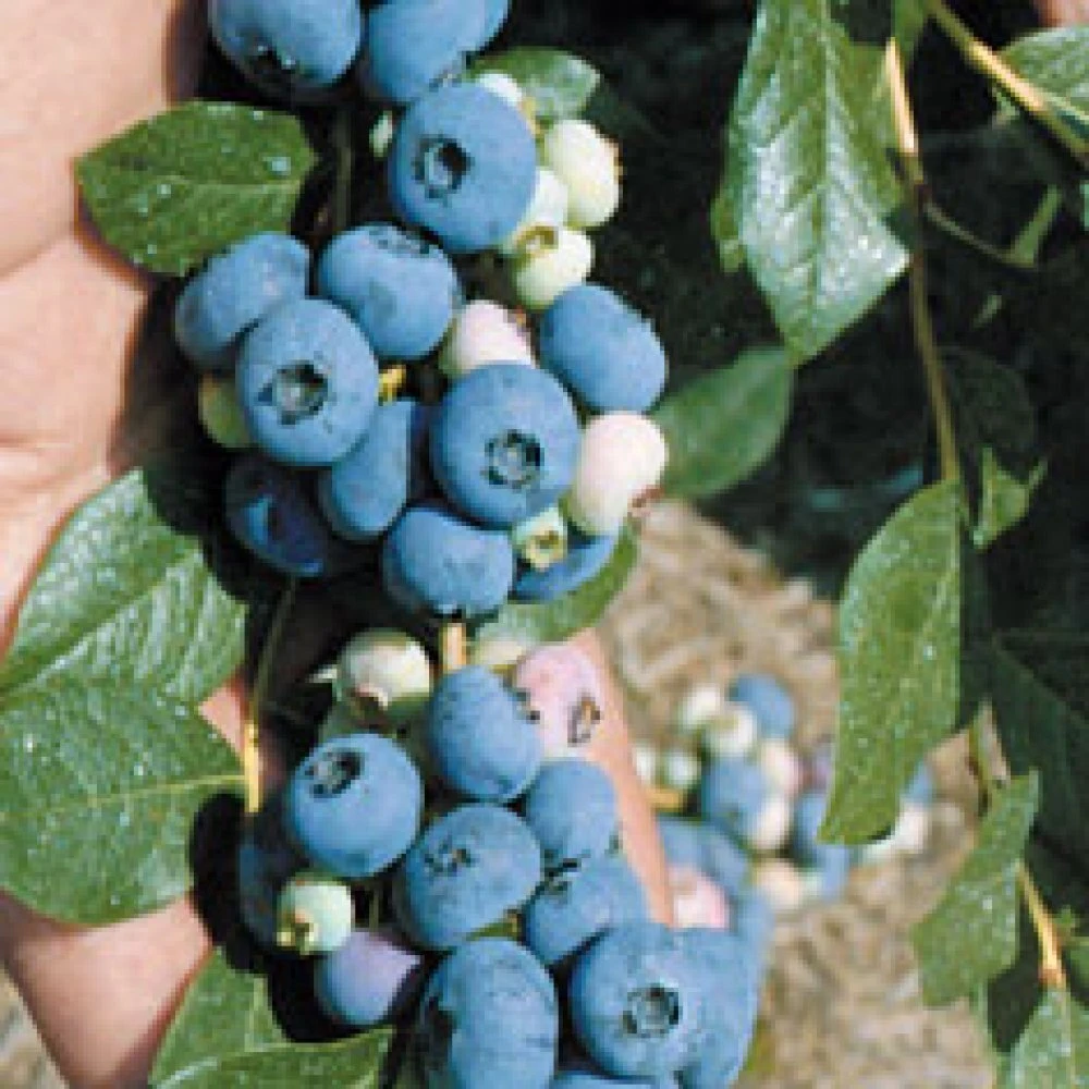 Patriot Northern Highbush Blueberry Live Plant - 2 Year Old Bush - Outdoor Edible Fruit - Image 2