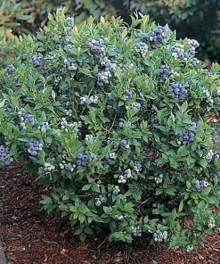 Patriot Northern Highbush Blueberry Live Plant - 2 Year Old Bush - Outdoor Edible Fruit - Image 3