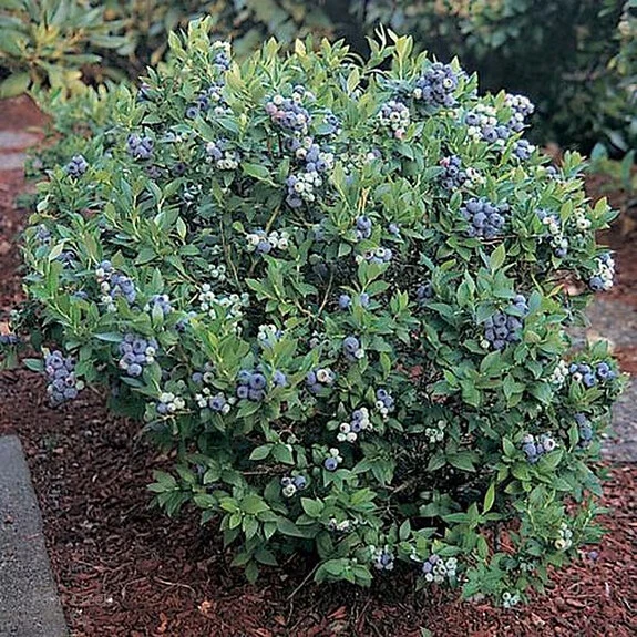Patriot Northern Highbush Blueberry Live Plant - 2 Year Old Bush - Outdoor Edible Fruit - Image 3