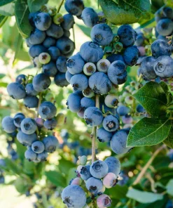 Patriot Northern Highbush Blueberry Live Plant - 2 Year Old Bush - Outdoor Edible Fruit - Image 4