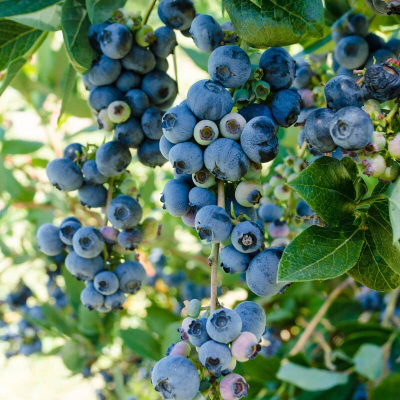 Patriot Northern Highbush Blueberry Live Plant - 2 Year Old Bush - Outdoor Edible Fruit - Image 4