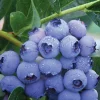 Patriot Northern Highbush Blueberry Live Plant - 2 Year Old Bush - Outdoor Edible Fruit - Image 1