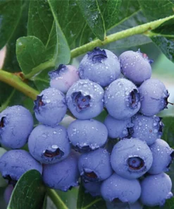 Patriot Northern Highbush Blueberry Live Plant - 2 Year Old Bush - Outdoor Edible Fruit - Image 1