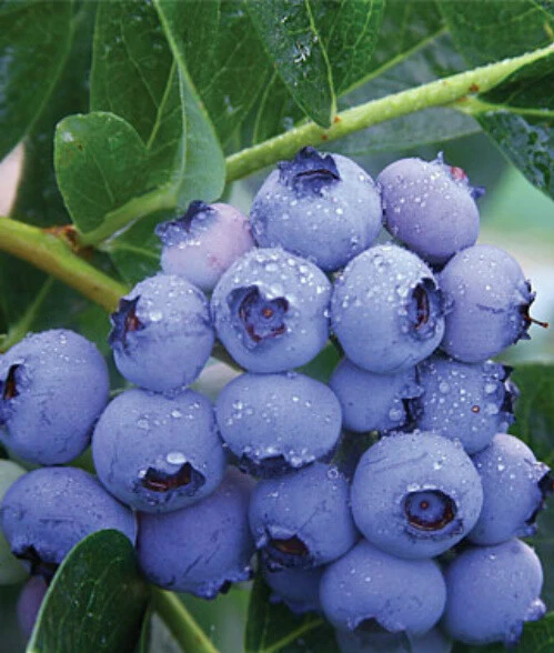 Patriot Northern Highbush Blueberry Live Plant - 2 Year Old Bush - Outdoor Edible Fruit - Image 1