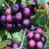 Paulk Muscadine Grape Vine Plant - 1-2 Yr Old Live Plant - Edible Outdoor Fruit - Image 1