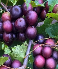 Paulk Muscadine Grape Vine Plant - 1-2 Yr Old Live Plant - Edible Outdoor Fruit - Image 1