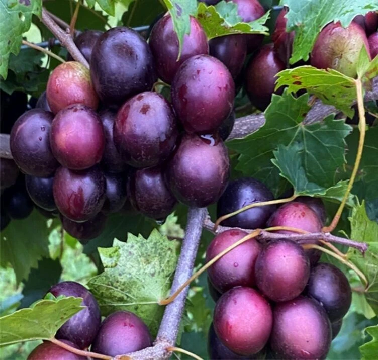 Paulk Muscadine Grape Vine Plant - 1-2 Yr Old Live Plant - Edible Outdoor Fruit - Image 1