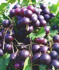 Paulk Muscadine Grape Vine Plant - 1-2 Yr Old Live Plant - Edible Outdoor Fruit - Image 2