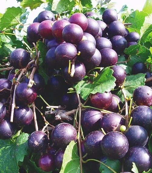 Paulk Muscadine Grape Vine Plant - 1-2 Yr Old Live Plant - Edible Outdoor Fruit - Image 2